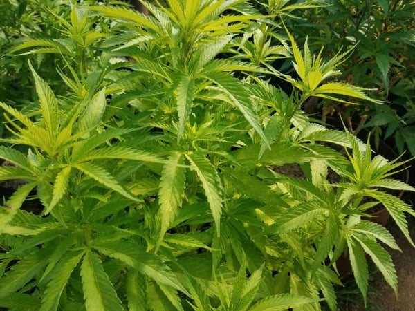 Many of PolitiFact California's most popular fact checks of 2018 had to do with the state's marijuana policy.